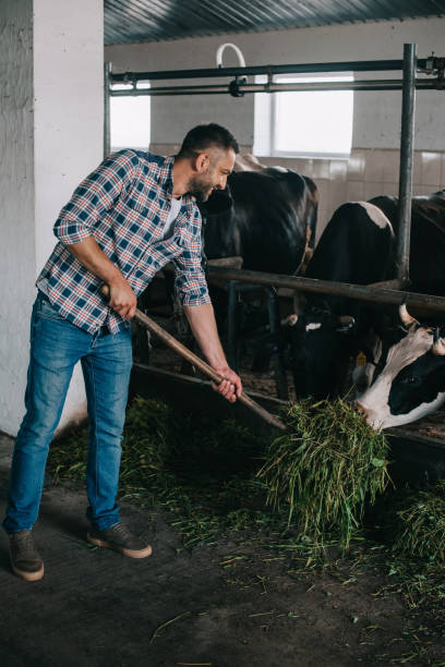 istock smiling middle aged farmer feeding cows with grass 1007188962