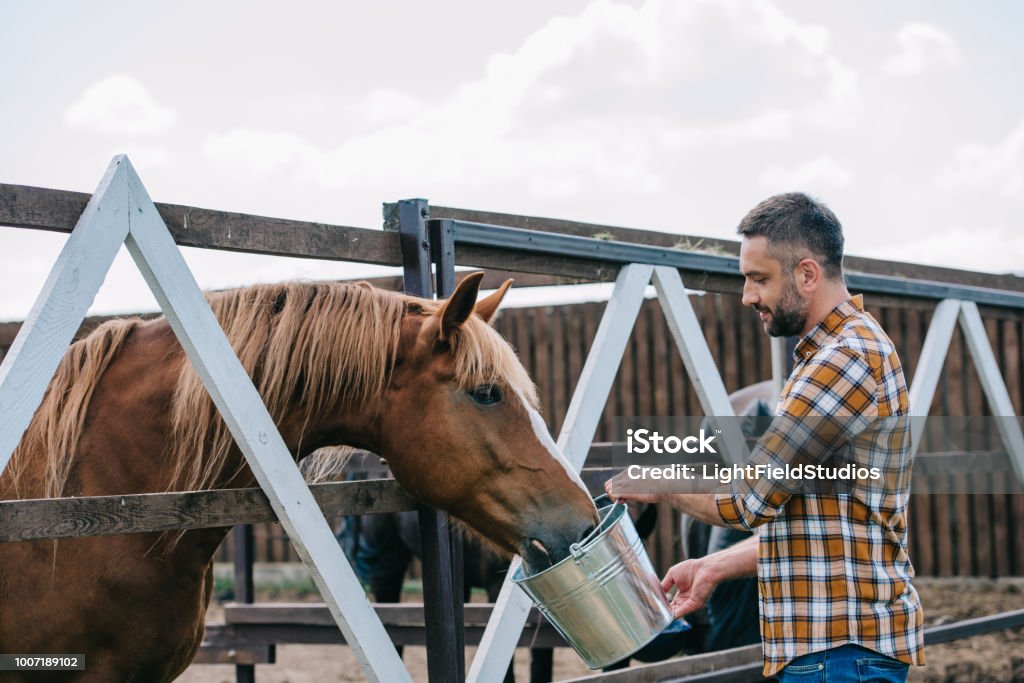 vue latérale du fermier tenant seau et nourrir le cheval dans l’écurie - Photo de Cheval libre de droits