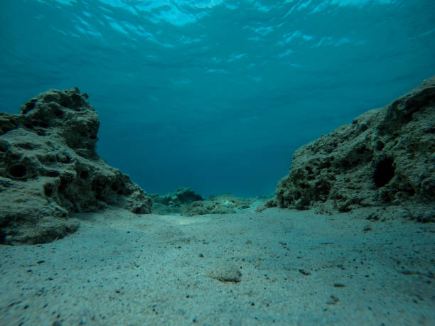 vide fond de la mer avec les roches, les récifs et les oursins - underwater scenic photos et images de collection