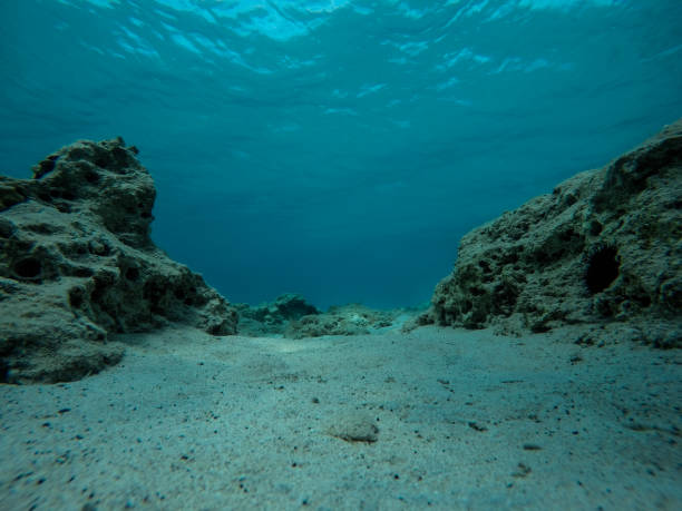empty bottom of the sea with rocks, reef and sea urchins - deep imagens e fotografias de stock