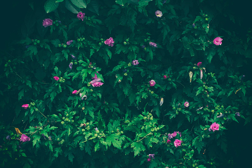 Beutiful floral bush background