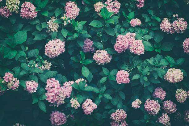 цветочная стена природы - вьющееся растение фотографии стоковые фото и изображения