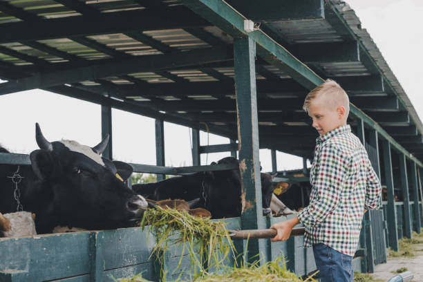 istock side view of child feeding cows with grass at ranch 1007195024