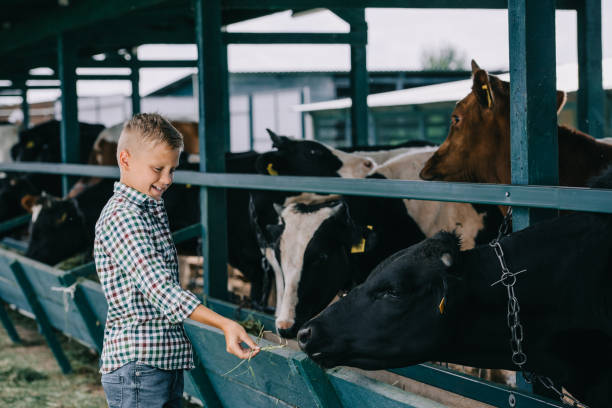 istock happy child in checkered shirt feeding cows in stall 1007195072
