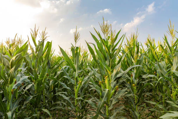 istock The corn plant in the field 1007195362