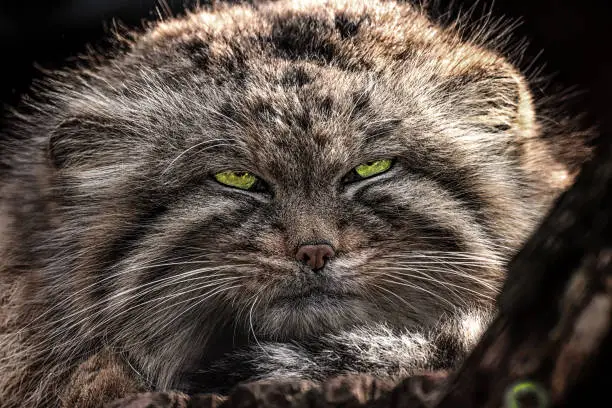Face cat manul, Pallas's cat. Photo from animal life.