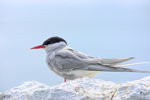 Arctic Tern sat on the stones of a dry stone wall on the Farne Islands