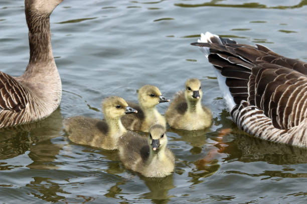 istock Greylag goose goslings on water 1007198724