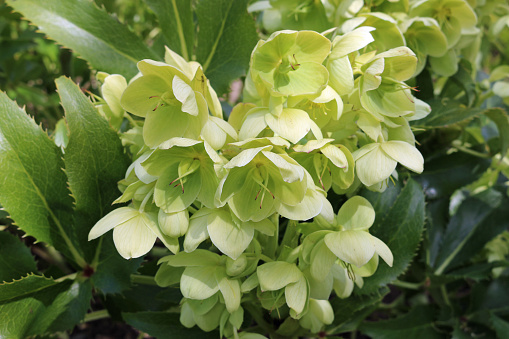 Holly leaved hellebore, also known as the Corsican hellebore (Helleborus argutifolius) in flower with a background of leaves and flowers of the same plant.