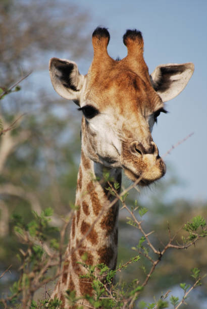istock Giraffe in the African Savanna 1007202628