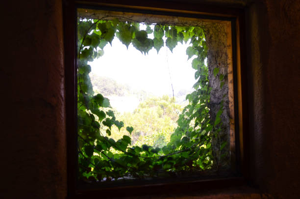 istock Parthenocissus tricuspidata on the window. 1007209566