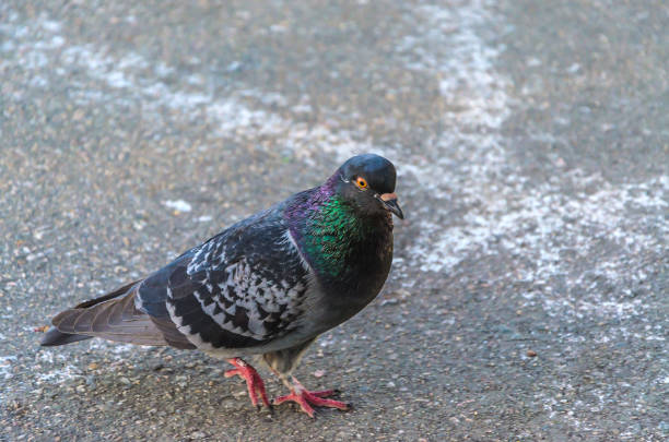 istock Young lonely pigeon walking along the asphalt 1007210692