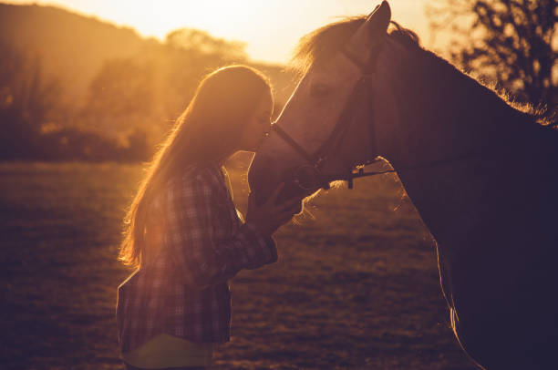 mulher beijando cavalo suavemente ao pôr do sol - halter horse animal adult - fotografias e filmes do acervo