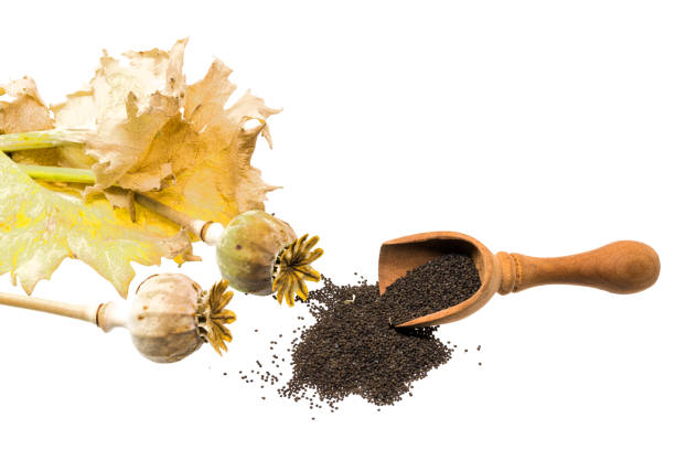 Fresh poppy seeds with seed pods and leaves, isolated on whiteFresh poppy seeds with seed pods and leaves, exposed to white