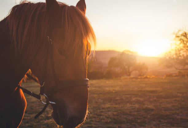 Brown and white horse plowed with rope and ready to ride on a ranch. Horse riding concept