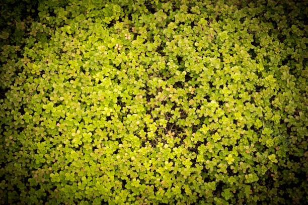Green area from above with dark border as background