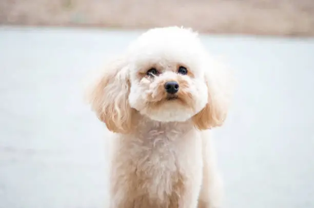 Photo of Cute Toy Poodle puppy