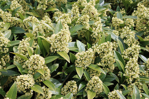 Flowering spikes of the Skimmia x confusa Kew Green evergreen plant in full flower with leaves and flowers of the same plant in the background.