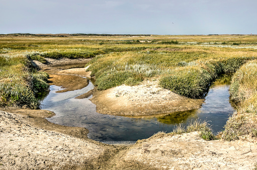 Tidal creek curving through a landscape with patches of sand and fields of salt tolerant wildflowers in the Slufter nature reserve on the Dutch island of Texel