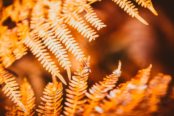 istock Fern leaves on blurred natural background 1007247164