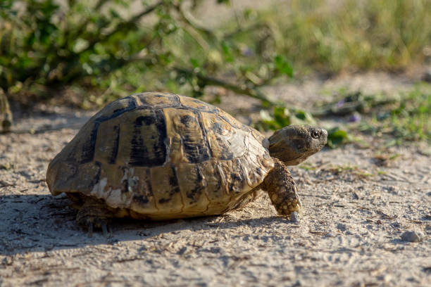 istock Hermann's tortoise crawling in the nature. 1007250874