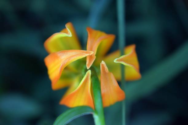 istock Stunning light orange iris flower with blue background 1007254522