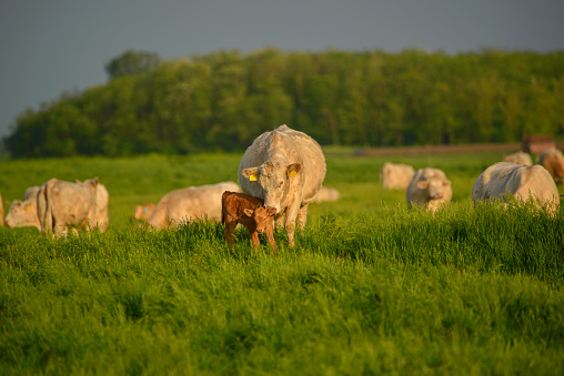Cows and calf on the pastureCows and calf on the pasture