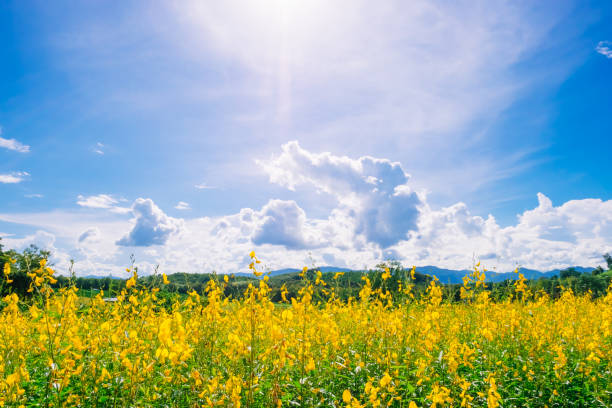 Beautiful landscape yellow flower field with blue sky