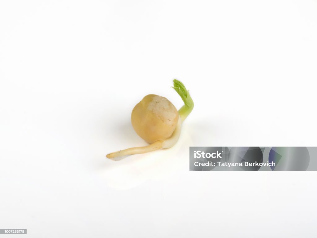 Closeup the green pea sprout on white background.Selective focus. Soybean Stock Photo