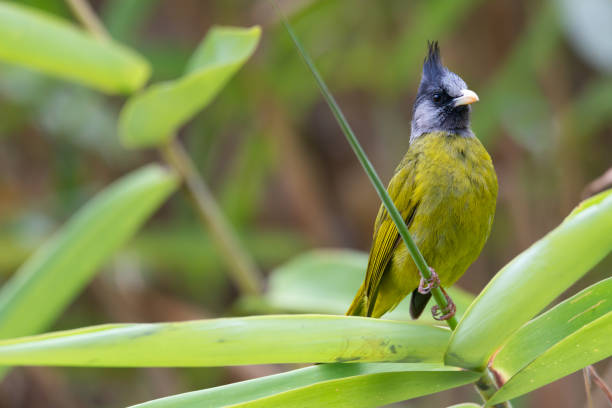Beautiful bird with crested head. Crested finchbill bird perching on weed  in highland forest , front view. thick chicks stock pictures, royalty-free photos & images