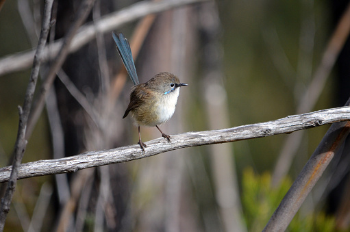 Native Australian immature male Superb Fairy Wren, Malurus cyaneus, perched on a branch in the Dharawal National Park, Darkes Forest, NSW, Australia