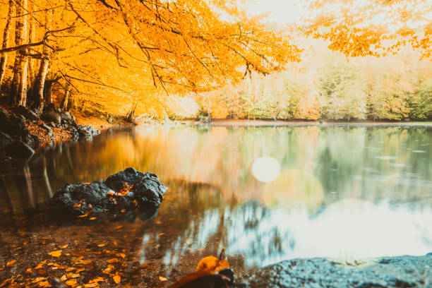 Soft view of autumn landscape, dry trees, golden sky, tree reflected in lake, seasons change, sunny day, autumnal park, fall nature.