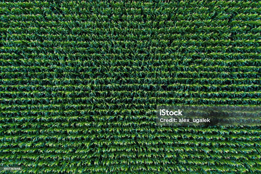 Vista campo mais dall'alto - Foto stock royalty-free di Raccolto di mais