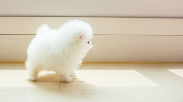 Adorable white Pomeranian puppy spitz