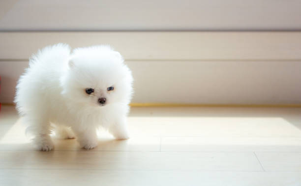 istock Adorable white Pomeranian puppy spitz 1007262336