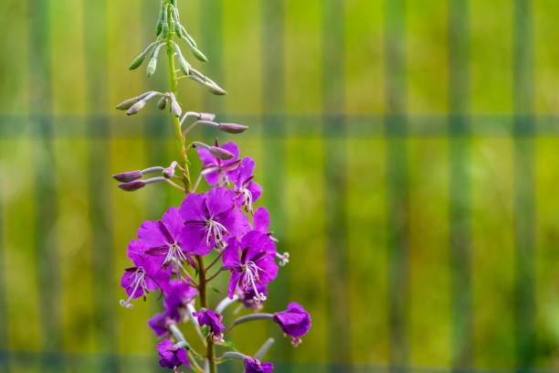 istock branch of wild lilac colors 1007262646