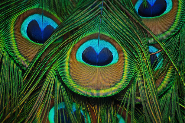 istock Close-up of feathers peacock 1007262650