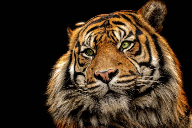 istock Portrait tiger on the black background 1007262732