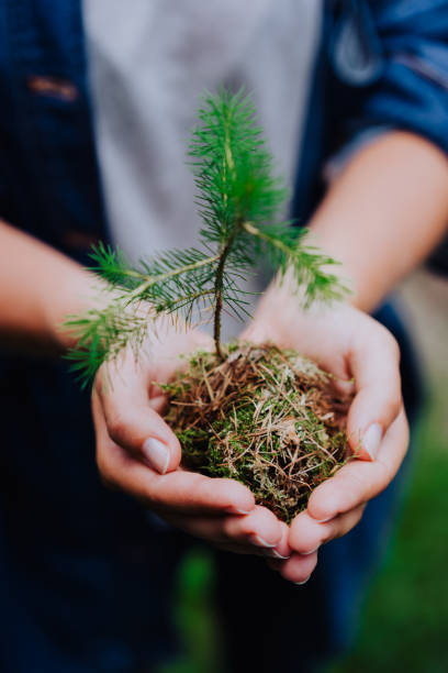 istock Female hand holding sprout wilde pine tree in front in nature green forest. Earth Day save environment concept. Growing seedling forester planting 1007263292