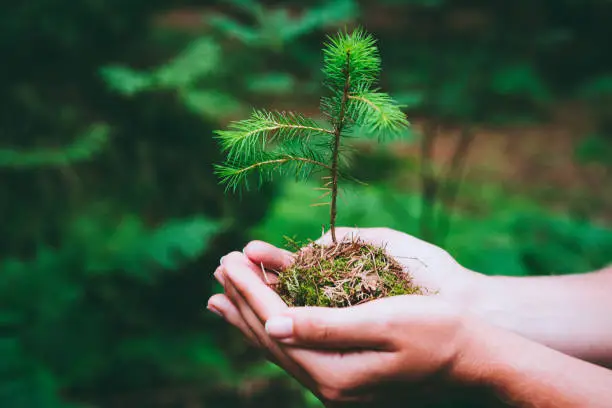 Photo of Female hand holding sprout wilde pine tree in nature green forest. Earth Day save environment concept. Growing seedling forester planting