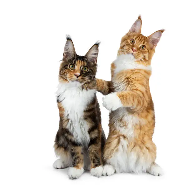 Photo of Two funny Maine Coon cat kittens sitting playful next to each other, one on hind paws hugging the other, isolated on white background and looking straight to camera