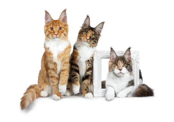 Photo of Row of three Maine Coon cat kittens, two sitting and third laying through a white picture frame, all looking straight in lens isolated on white background