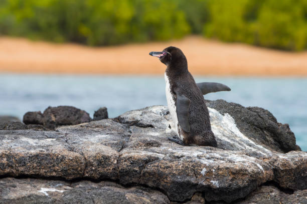 pingüino de galápagos (spheniscus mendiculus) en la isla bartolomé - isla bartolomé fotografías e imágenes de stock