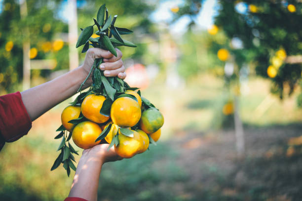 istock Hands and oranges fresh from the swirling orange juice. 1007274214