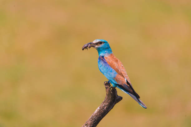 istock Colorful European roller on a branch 1007274710