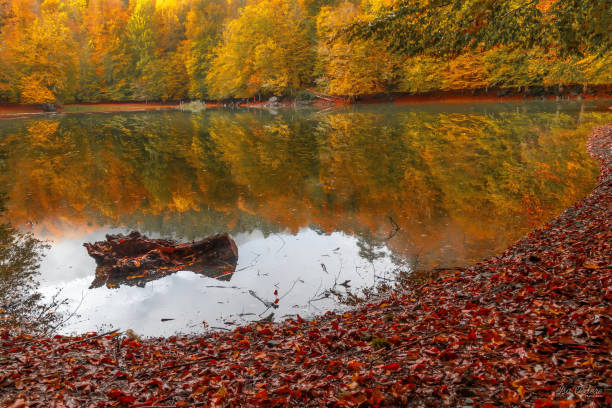 istock Soft view autumn landscape, autumnal park, fall nature. 1007274762