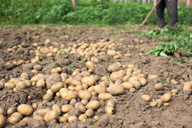 istock Ripe potato field - harvest 1007276198