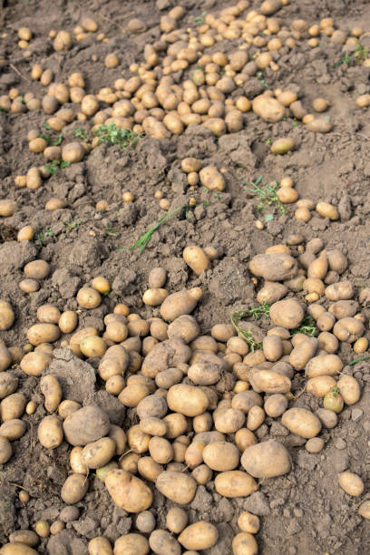 istock Ripe potato field - harvest 1007276396