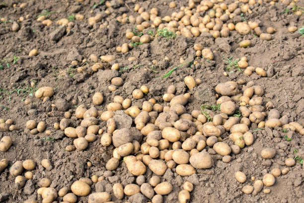 istock Ripe potato field - harvest 1007277236
