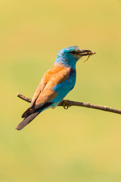 istock Colorful European roller on a branch 1007277478